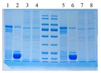 Буфер 2×SDS-PAGE loading buffer (inodorous, reduced form), Servicebio, Китай