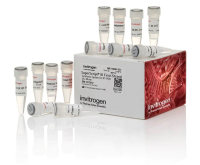 Набор SuperScript III First-Strand Synthesis System, Thermo FS