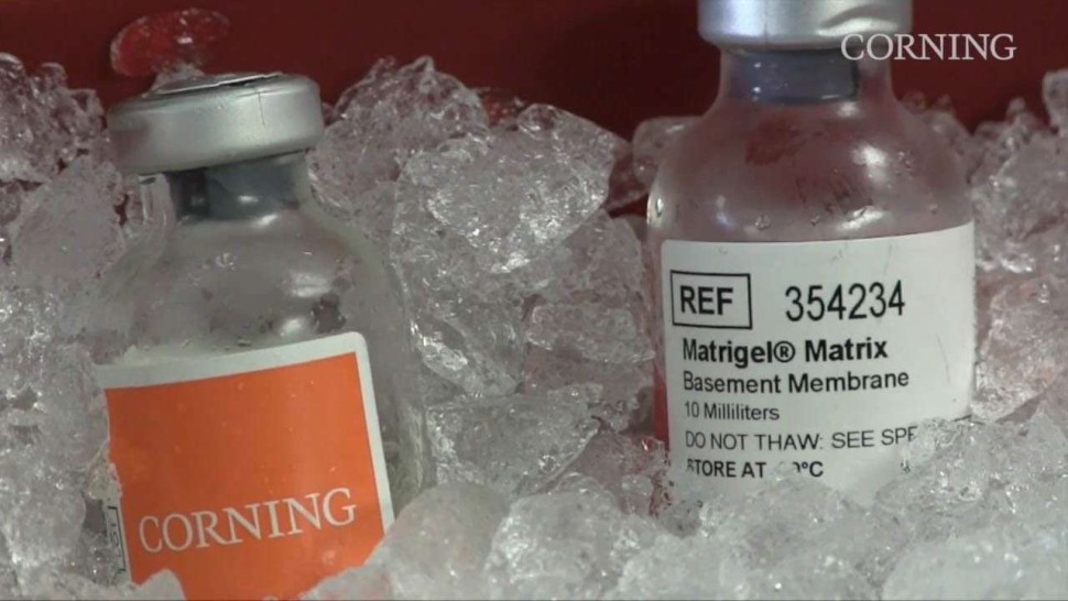 Матрикс экстрацеллюлярный Matrigel (GFR), без фенолового красного, Corning (DM_CR-356238)