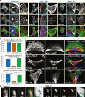Система многопараметрического анализа клеток CellInsight 7 LZR, 7 каналов детекции, конфокальный модуль, Thermo FS