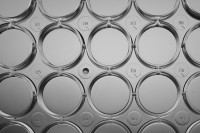 Планшеты культуральные 6-лун, плоскодонные, пов-ть ТС, стерильные, апирогенные, без ДНКаз и РНКаз, Nest, Китай (аналоги арт. 650185, Greiner; арт. 3516, 3506, Corning; арт. CCP-6H, Китай; арт. 07-6006, Biologix, Китай)