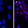 ДАПИ / DAPI dihydrochloride, powder, >/=98%, Merck (Millipore, Sigma-Aldrich, Supelco)