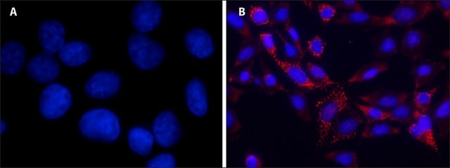 ДАПИ / DAPI dihydrochloride, powder, >/=98%, Merck (Millipore, Sigma-Aldrich, Supelco)
