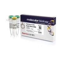 Эндонуклеаза рестрикции BseSI (Bme1580I), 10 е.а./мкл, Fermentas, Thermo FS