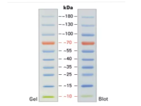 Маркер молекулярного веса белков, 10-180 кДа, предокрашенный, Servicebio, Китай