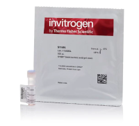 Краситель SYBR Gold, 10’000x, раствор в ДМСО, Thermo FS