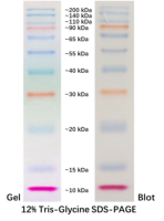 Маркер молекулярного веса белков, 10-200 кДа, предокрашенный, Servicebio, Китай