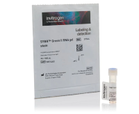 Краситель SYBR Green II, 10’000x, раствор в ДМСО, Thermo FS