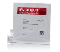 Краситель SYBR Safe, 10’000x, раствор в ДМСО, Thermo FS