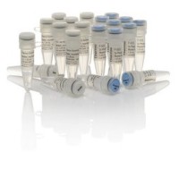 Мастер-микс для ПЦР с высокоточной ДНК-полимеразой с «горячим» стартом Phusion U Hot Start, Thermo FS