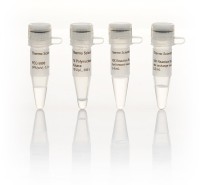 Полинуклеотидкиназа T4, 10 ед/мкл, Thermo FS