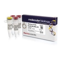 Эндонуклеаза рестрикции Eco32I (EcoRV), HC, 50 е.а./мкл, Fermentas, Thermo FS