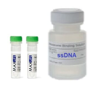 Набор для количественного определения одноцепочечной ДНК, ssDNA-500 V2.0 MAXLIFE, 500 реакций, Россия