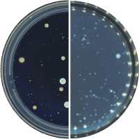 Счетчик колоний, полуавтоматический, подставка для рук двусторонная, наушники, Scan 50 pro, Interscience