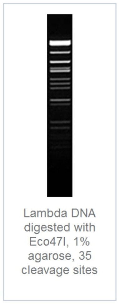Эндонуклеаза рестрикции Eco47I Fast Digest для ускоренного гидролиза ДНК, Fermentas, Thermo FS