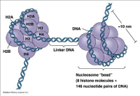 Набор Methylated DNA (MeDIP) ChIP Kit, для иммунопреципитации, Abcam
