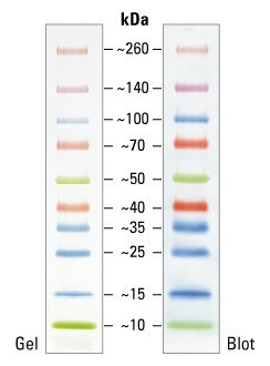 Маркеры белковые молекулярного веса, предокрашенные, Spectra, 10-260 кДа, 10 полос, Thermo FS