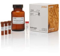 Набор реагентов iBind Flex FD для флуоресцентной детекции блотт-мембран, 1 набор, Thermo FS