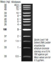 Маркер длин ДНК Quick-Load 1kb Extend DNA, 13 фрагментов от 500–48500 п.н., готовый к применению; 50 мкг/мл, New England Biolabs