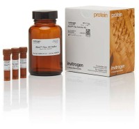 Набор реагентов iBind Flex для хемилюминесцентной, колориметрической и хромогенной детекции блотт-мембран, 1 набор, Thermo FS