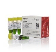 Краситель для нанесения на гель TriTrack DNA Loading Dye, 6X, Thermo FS