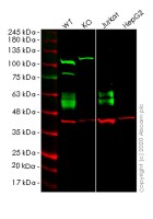 Клеточная линия Human CD47 knockout HEK293T cell line, Abcam