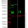 Клеточная линия Human CD47 knockout HEK293T cell line, Abcam