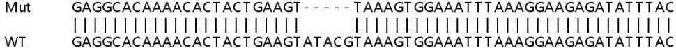 Клеточная линия Human CD47 knockout HEK293T cell line, Abcam