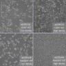 Клеточная линия Human CD47 knockout HEK293T cell line, Abcam