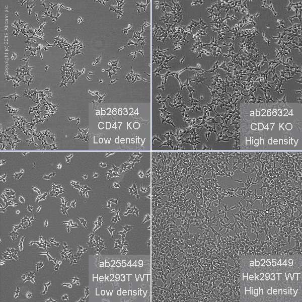 Клеточная линия Human CD47 knockout HEK293T cell line, Abcam