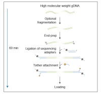 Набор для секвенирования ДНК с лигированием, Ligation Sequencing Kit, Oxford Nanopore Technologies
