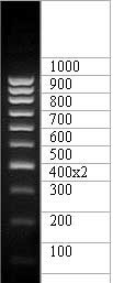 ДНК-маркер 1000/10C, 10 фрагментов от 100 до 1000 п.н. 400(2х); концентрат 0,5 мг/мл, Диаэм