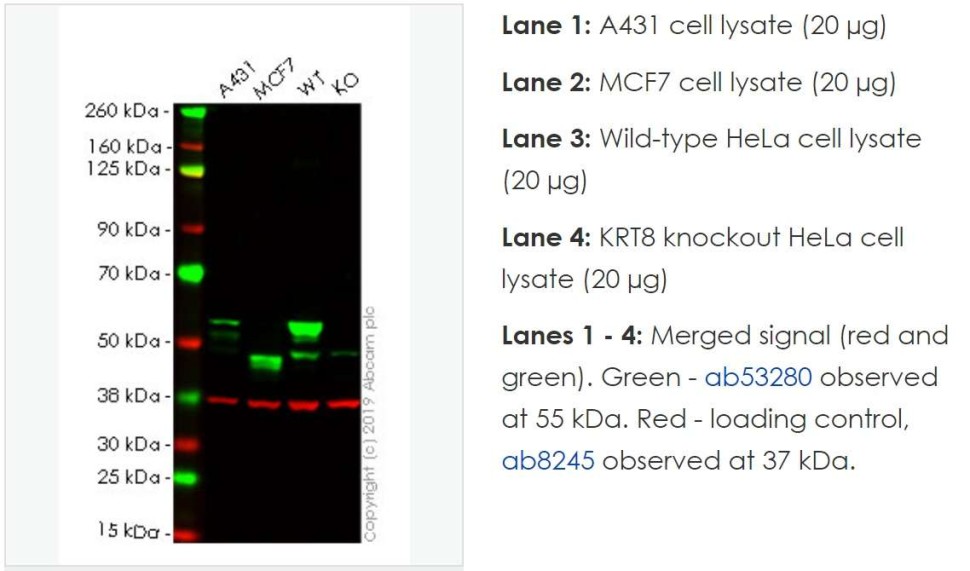 Лизат нокаутных клеток KRT8 knockout HeLa cell lysate, Abcam