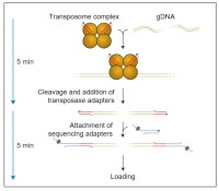 Набор для быстрого секвенирования геномной ДНК, Rapid Sequencing Kit, Oxford Nanopore Technologies