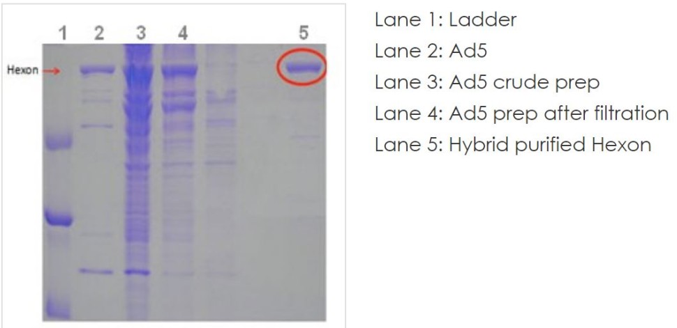 Нативный белок (гексон) аденовируса Native Adenovirus Type 5 hexon protein, Abcam