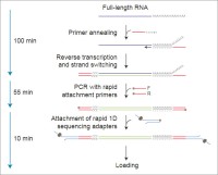 Набор для секвенирования кДНК со стадией ПЦР, PCR-cDNA Sequencing Kit, Oxford Nanopore Technologies