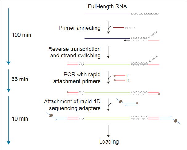 Набор для секвенирования кДНК со стадией ПЦР, PCR-cDNA Sequencing Kit, Oxford Nanopore Technologies