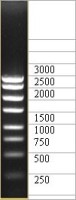 ДНК-маркер 3000/8С, 8 фрагментов от 250 до 3000 п.н.; концентрат 0,5 мг/мл, Диаэм