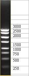 ДНК-маркер 3000/8С, 8 фрагментов от 250 до 3000 п.н.; концентрат 0,5 мг/мл, Диаэм