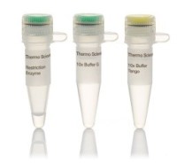 Эндонуклеаза рестрикции Hin1II (NlaIII) (5 U/µL), 10 е.а./мкл, Fermentas, Thermo FS