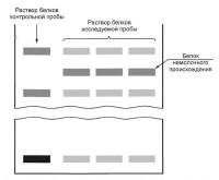 Набор оборудования для определения фальсификации белкового состава молока с помощью вертикального электрофореза в полиакриламидном геле (ПААГ), Vilber