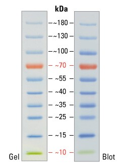Маркеры молекулярной массы белков, окрашенные, PageRuler, 10-180 кДа, для SDS-электрофореза и вестерн-блоттинга, Thermo FS