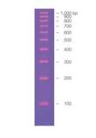 Маркер длин ДНК EZ Load 100 bp, 10 фрагментов от 100 до 1000 п.н., готовый к применению, 0,05 мкг/мкл, Bio-Rad