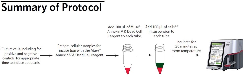 Набор для анализа апоптоза (аннексин V) Muse Annexin V & Dead Cell Kit, 100 тестов, Luminex