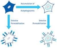 Набор для анализа аутофагии Muse Autophagy LC3-Antibody Based Kit, 200 тестов, Luminex