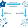 Набор для анализа аутофагии Muse Autophagy LC3-Antibody Based Kit, 200 тестов, Luminex