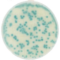 Тест-пластины KangarooSci для экспресс определения количества дрожжей и плесневых грибов, 12 шт./уп., Ringbio (аналог арт. 6417, 3M)