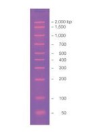 Маркер длин ДНК, AmpliSize, 10 фрагментов от 50 до 2000 п.н., готовый к применению, 0,1 мкг/мкл, Bio-Rad
