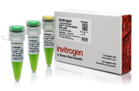 Маркер длин ДНК, E-Gel 1 Kb Plus Express, от 100 п.н. до 5000 п.н., Thermo FS