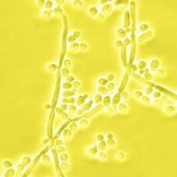 Зимолиаза 20T из Arthrobacter luteus, лиофильный порошок, 20 000 ед/г, MP Biomedicals